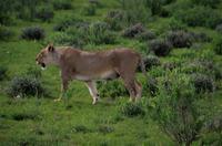 Etosha Nationalpark - Löwendame auf Blümchenwiese