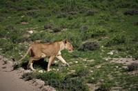 Etosha Nationalpark - Löwendame vor unserem Truck