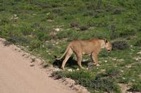 Etosha Nationalpark - Löwendame vor unserem Truck