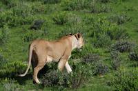 Etosha Nationalpark - Löwendame auf Blümchenwiese