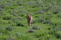 Etosha Nationalpark - Löwendame auf Blümchenwiese