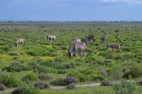 Etosha Nationalpark - Zebras auf Blümchenwiese