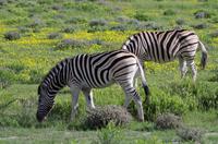 Etosha Nationalpark - Zebras auf Blümchenwiese
