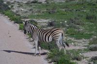 Etosha Nationalpark - Zebrastreifen