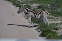 Etosha Nationalpark - Zebrastreifen
