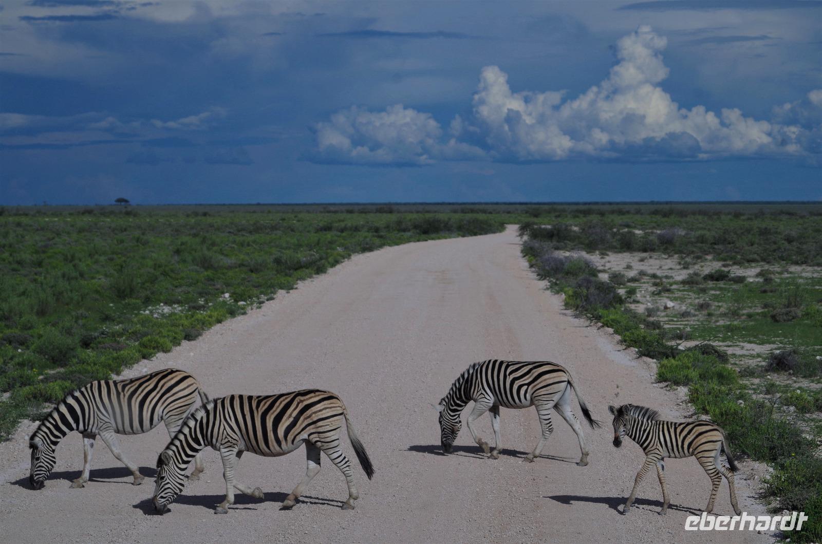 Etosha Nationalpark - noch mehr Zebrastreifen