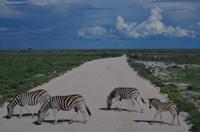 Etosha Nationalpark - noch mehr Zebrastreifen