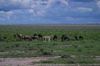 Etosha Nationalpark - Zebras und Gnus