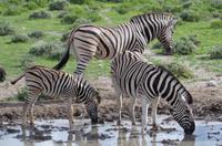 Etosha Nationalpark - Zebras