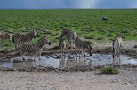 Etosha Nationalpark -  noch mehr Zebras