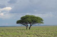 Etosha Nationalpark - Schirmakazie