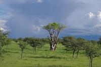 Etosha Nationalpark - Märchenwald mit Moringa Baum
