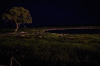 Okaukuejo Camp - abends am Wasserloch