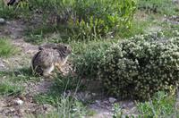 Etosha Nationalpark - ... und findet ihn