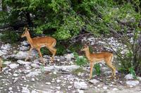 Etosha Nationalpark - Impala Mädchen