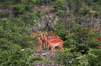 Etosha Nationalpark - Impala Herde im Regen