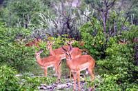 Etosha Nationalpark - Impala Herde im Regen
