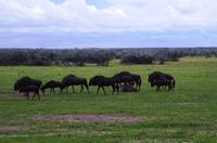 Etosha Nationalpark - Gnus