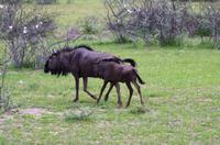 Etosha Nationalpark - Gnus