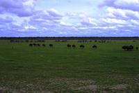 Etosha Nationalpark - Gnu Herde