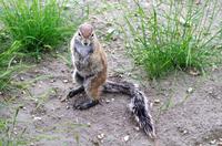 Etosha Nationalpark - Erdhörnchen