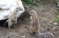 Etosha Nationalpark - Erdhörnchen - Hallo, Frau Nachbarin