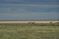 Etosha Nationalpark - Löwenrudel