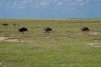 Etosha Nationalpark - Straußparade