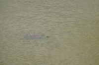 Etosha Nationalpark - Schildkröten in der Pfütze