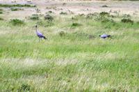 Etosha Nationalpark - Paradieskraniche