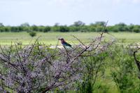 Etosha Nationalpark - Gabelracke