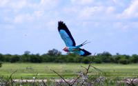 Etosha Nationalpark - Gabelracke