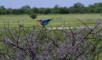Etosha Nationalpark - Gabelracke