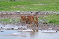 Etosha Nationalpark - Halali - Impalas