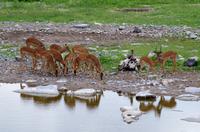 Etosha Nationalpark - Halali - Impalas