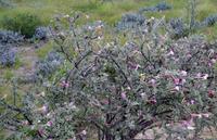 Etosha Nationalpark - blühender Busch