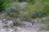 Etosha Nationalpark - blühender Busch