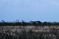 Etosha Nationalpark - Giraffenhalsparade