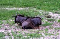 Etosha Nationalpark - Gnus