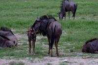 Etosha Nationalpark - Gnus