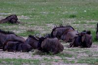 Etosha Nationalpark - Gnus