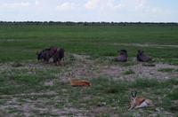 Etosha Nationalpark - Idylle