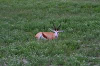 Etosha Nationalpark - Sprinkbock auf blühender Wiese