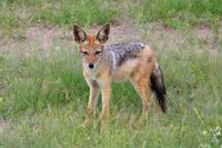 Etosha Nationalpark - Schabrackenschakal