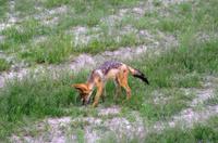 Etosha Nationalpark - Schabrackenschakal
