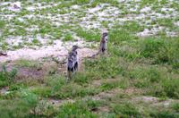 Etosha Nationalpark - Erdmännchen