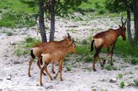 Etosha Nationalpark - Kuhantilopen
