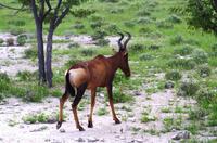 Etosha Nationalpark - Kuhantilope