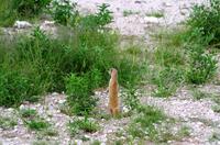 Etosha Nationalpark - gelbe Manguste