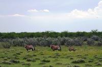 Etosha Nationalpark - Oryxe, was guckst Du?